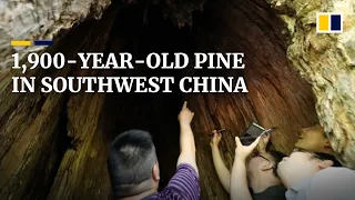 1,900-year-old pine discovered in southwest China