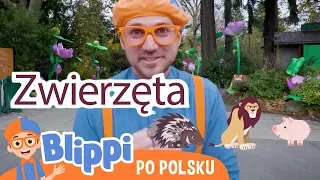 Blippi dowiaduje się o niesamowitych zwierzętach w zoo| Blippi TV po polsku