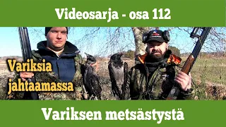 Osa 112 - Variksen metsästystä - kausi 2020/2021