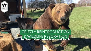 Exploring Grizzly Bear & Wildlife Restoration in the North Cascades