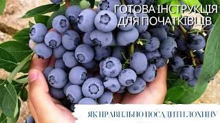 ПОСАДКА ЛОХИНИ 🌱усі етапи, нюанси, особливості