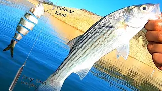 EASIEST Way to Catch Striped Bass (Anywhere)