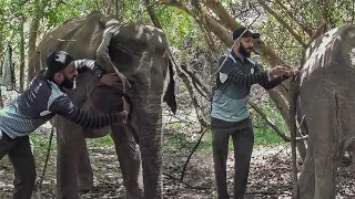 Saving a Young Elephant from "Hakka Patas": Wildlife officers came in time to rescue