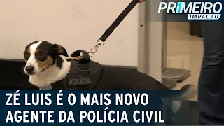 Vira-lata resgatado estreia como cão farejador do aeroporto de Congonhas|Primeiro Impacto (08/03/22)