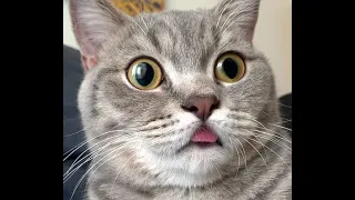 Funny and Cute Cats 2021😽| It's Time For Super LAUGH! 😹