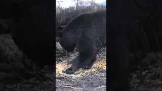 Slow Motion SHOT on Giant Bear