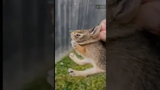 Baby Bunny Screaming After Being Rescue from Hungry Dog  Cyberpunk 2077 Johnny Silverhand