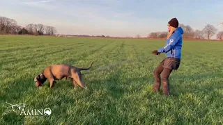 Cane Corso Protection, IGP 3, Tracking training for IGP3, Obedience