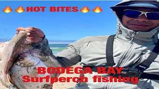 PB!! Epic Surfperch fishing | Bodega bay | Sonoma coast