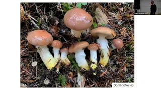 Recent findings on the ecology of ectomycorrhizal fungi across coastal British Columbia