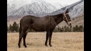 Sallee's WILSON - Very Broke & Gentle Twelve Year Old 15 Hand Black  Trail, Ranch, Family John Mule