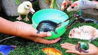 Mengumpulkan Kelomang warna warni,Ikan Hias,Ikan cupang,Lobster,Bebek,Kura-kura dan Hamster