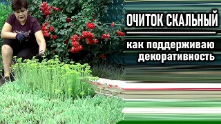 ОЧИТОК СКАЛЬНЫЙ  Важный шаг для поддержания декоративности этого почвопокровника