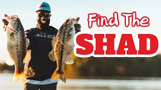 Find the Shad for Winter Bass Fishing