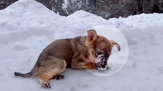 Crying and struggling in the snow, the puppy did not expect the tourist  to do that