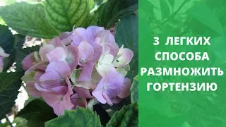 3 легких способа размножить гортензию. Черенкование гортензии