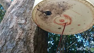 one more swarm in a bucket #Jamaica beekeeping