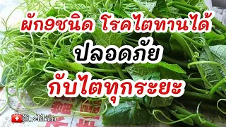 🥬ผัก9ชนิด โรคไตทานได้ ปลอดภัยกับไตทุกระยะ|รู้ไว้จะได้ไม่ป่วย|โรคไต