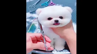 Tik Tok Chó Phốc Sóc Mini 😍 Cute Pomeranian Videos (P28) #cute #short