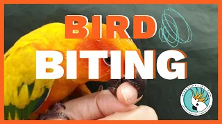 5 ESSENTIAL TIPS ON HOW TO STOP YOUR BIRD FROM BITING (FROM A BIRD BEHAVIORIST)