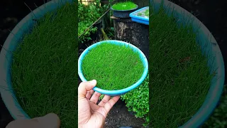 How to propagate Dwarf hairgrass | Simple & easy (Tagalog)