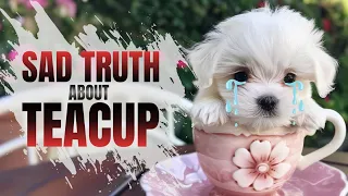 😭What to know before having a teacup puppy ｜Teacup dog Health Problem