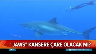 Jaws kansere çare olacak mı? - Atv Haber 20 Şubat 2019