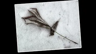 Lyon - Premières neiges - Apprendre la photo Noir/Blanc en réduisant les couleurs ...