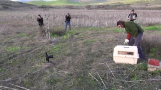 Bobcat Release for WildCare