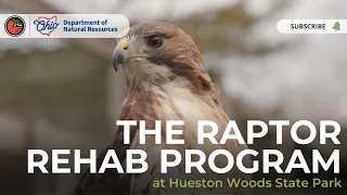 The Raptor Rehab Program at Hueston Woods State Park