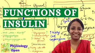 Insulin function physiology | Actions of insulin | Endocrine physiology