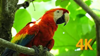 Costa Rica - Nature 4K