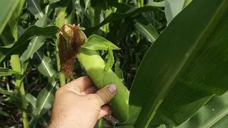 супер пупер кукуруза 2022,такої в цьому році ще не бачили