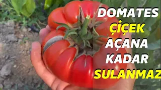 gardeners' secret secret tomatoes are not watered