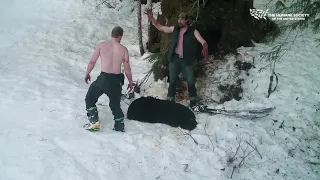 Father and Son Kill Hibernating Bear and Her Cubs