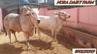 रुद्रनाथ नंदी महाराज 👍और गौरी गौ माता अपनी गोरी को प्राकृतिक गर्भाधान करवाया👌 top calls haryana bull