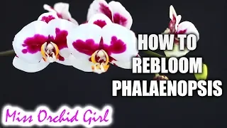 How to rebloom Phalaenopsis Orchids - Winter & Summer bloomers