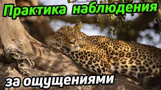 Практика наблюдения за ощущениями / снятие напряжения в теле