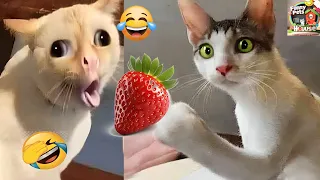 Funniest Cats And Dogs Videos 😁 - Best Funny Animal Videos 2024 🥰