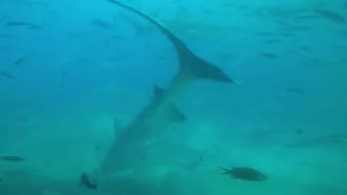 tiger sharks will eat you *dangerous*