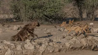 Brown Hyena of Kgalagadi Transfrontier Park