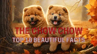 The Chow Chow 🐶 | Top 10 beautiful facts