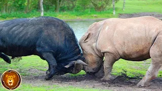 13 mal trafen Landtiere auf den falschen Gegner