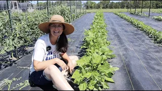 I only WEED the garden ONCE a Year! (Garden Tour)