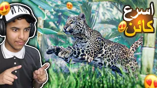 انيمليا سيرفايفل #1 : اخذت الفهد (اسرع كائن في اللعبة !! ) | Animalia Survival