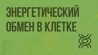 Энергетический обмен в клетке. Видеоурок по биологии 10 класс