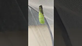 Monarch caterpillar shedding skin