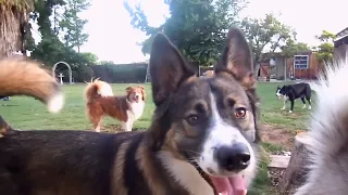 Dogs playing outside. GUARANTEED to make you smile. Most watched video. top. let your dog listen