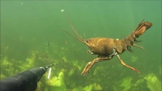 Подводная охота 2017-лещ 3 кг ,щуки и спасение раков из ловушки.