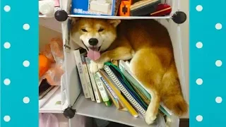 Funny Dogs Play Hide and Seek | Funny Pets Compilation